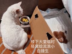 -绿地香港菁舍公寓