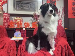 -百好乐宠物友好餐厅(朝外大街店)