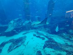 -迪拜帆船酒店海底餐厅