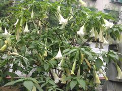 谩沱萝花-广州神农草堂中医药博物馆