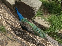 -华雅花园大酒店