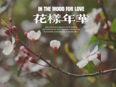 -高东镇樱花园