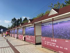 -紫颐香薰山谷景区