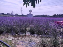 -紫颐香薰山谷景区