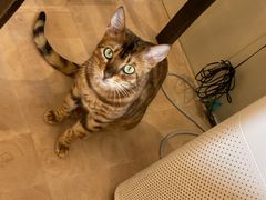 -李小姐の猫咖啡馆(五角场店)