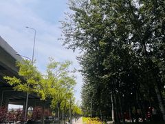 -大望京公园