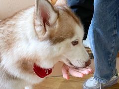 -Husky Go! 哈士奇体验馆·宠物咖啡厅狗咖