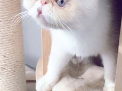 -Heymao猫咖.咖啡厅(东门店)