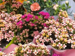 -曲阳花鸟市场(曲阳路店)