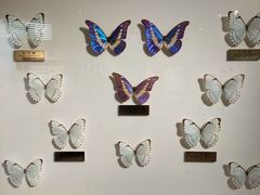 -上海昆虫博物馆