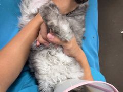 -瑞派宠物医院·24h·骨外科·皮肤科·全科宠物医疗转诊中心(沈阳浑南院)
