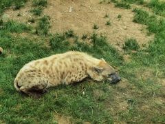 -北京野生动物园