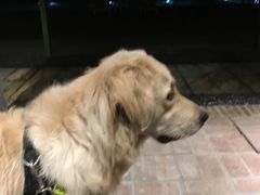 -喜洲吧·江畔老船厂·庭院餐厅(喜临院店)