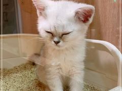 -BABIT巴比特宠物(MOMOPARK店)