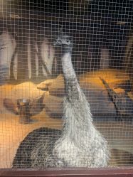 -酷嗒动物文化乐园(cutezoo西溪乐天城店)