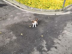 -四川大学(望江校区)
