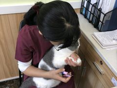 -瑞鹏宠物医院·猫科·宠保定点(梅溪湖分院)