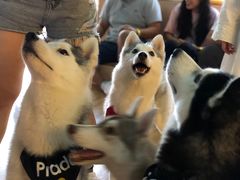 -Husky Go! 哈士奇体验馆·宠物咖啡厅狗咖