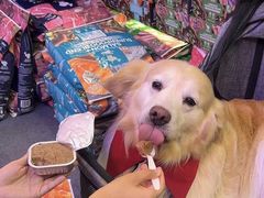 -萌宠之家·腊肠犬·马尔泰·小体犬舍