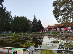-莲花池公园