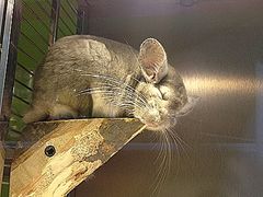 -龙猫仔乐园(惠福东路店)