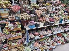 -青石桥花鸟鱼虫市场(叠翠城店)