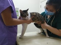-瑞派康怡24h宠物医院·犬猫医疗中心·微创绝育(瑞景分院)