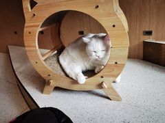 -飞行喵MR PILOT|猫舍·猫咖(静安大融城店)