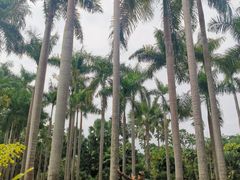 -中国科学院西双版纳热带植物园