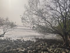 -宝安西湾红树林湿地公园