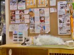 -滚猫咖啡·猫咖·猫友好撸猫(未来城店)