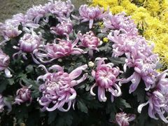 -南通博物苑-崇川人民公园