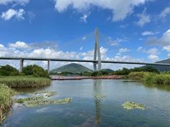 -芒洲湿地公园