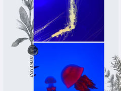 -上海海洋水族馆
