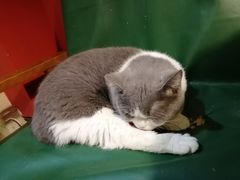 -猫色咖啡·猫咖