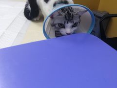 -美联众合动物医院(·中兽医·疑难杂症·严家桥分院)