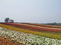 -大塘金香草谷