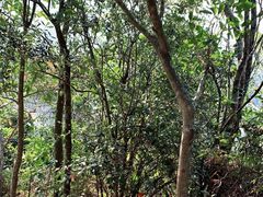 -梧桐山风景名胜区