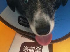 -美联众合动物医院(唯恩分院)