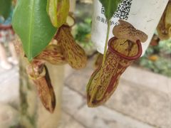 -中国科学院西双版纳热带植物园