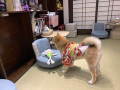 -逗柴咖啡屋·狗咖猫咖宠物桌游
