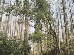 -东平国家森林公园