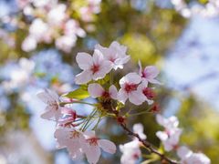 -高东镇樱花园