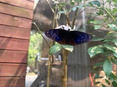 -野象谷景区