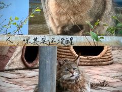 -青藏高原野生动物园