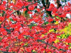 -梅花山(明孝陵内)