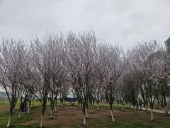 -洋湖国家湿地公园