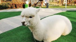 -萌宠亲子动物乐园(槐房万达店)