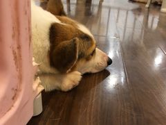 -柯斗斗主题餐厅·狗咖·围炉煮茶·茶饮(国瑞升平里店)