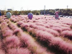 -鹅湖玫瑰文化园